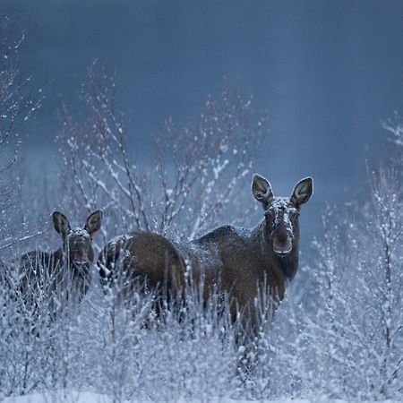 Sorrisniva Arctic Wilderness Lodge Alta Bagian luar foto